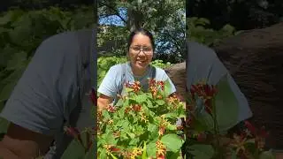 Horticulturist highlights a native perennial perfect for a shady spot in your garden. #Horticulture