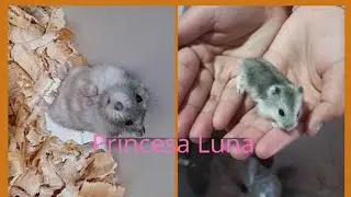 A NOVA INTEGRANTE 🥰❤ COMPREI UMA HAMSTER
