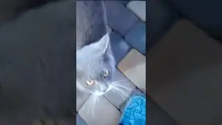 натуральная нцистка!!и к людям и к животным!!