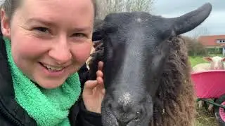 New beginning - new sheep meadow - East Frisian milk sheep