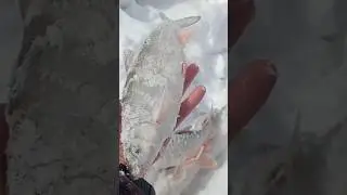 раздача подуста