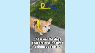 These Dogs Are Helping Fight Childhood Cancer - The Million Mile Day 5