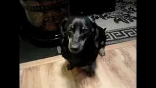 потанцуем?!(a dog dances)