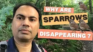 Sparrows Disappearing | The Importance of Sparrows | Why We Need to Protect These Birds