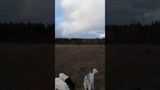 Радуга в марте // Приколы в деревне//Тик Ток 