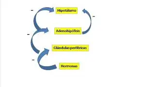 Hormonas. Concepto y clasificación