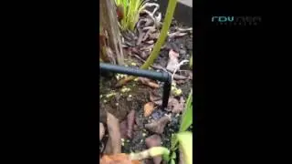 RDV - Gotejadores em Espeto