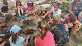 Zoldmali Kennel puppy socialization