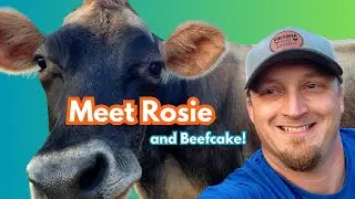 Meet Rosie and Beef Cake! - We Adopted a Jersey and Her Calf