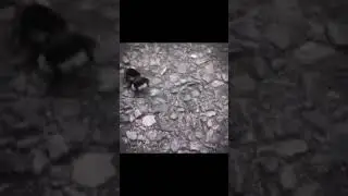 Бухой шмель... 🤠🤗