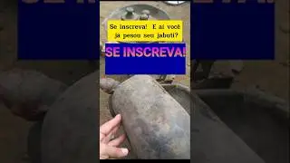 Pesando os jabutis! Qual o peso deles?🤔#jabuti #tartaruga #animaisincriveis