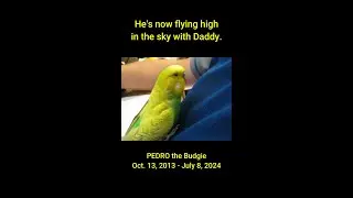 GOODBYE PEDRO the Budgie #shorts
