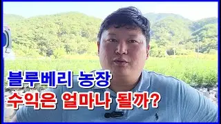 블루베리 농장 수익은 얼마나 될까? 매출과 순이익 알아볼게요