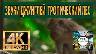Атмосферные звуки джунглей, Тропический лес