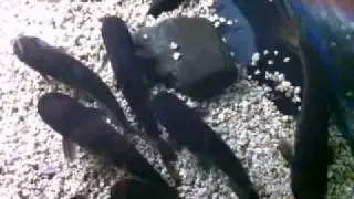 UWL Species