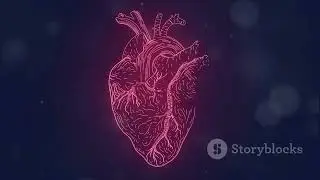 The Cardiac Cycle  A Heartbeat Explained