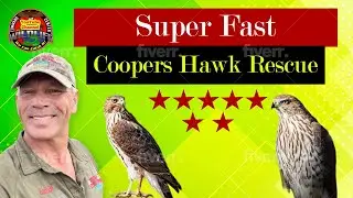 Super excited Coopers Hawk rescue #animals #wildliferescue