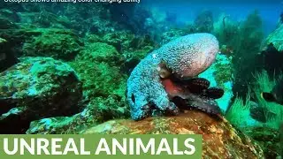 Octopus shows amazing color changing ability