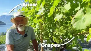 THE BEST Grapes to Grow in Cold Climate for Wine Production