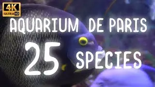 Aquarium of Paris with custom transitions (Davinci Resolve 15.x)