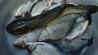 3 канал (ерик Дриганов) в июне. Сазан, карась и сомики , кислая кукуруза.