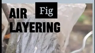 #fig air layer |garden time