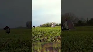 Some decoy cam turkey action to start your day! 
