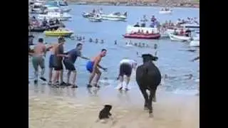 a bull on the beach