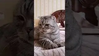 кот Осман 
