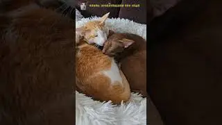 How to calm a cat 🥰 