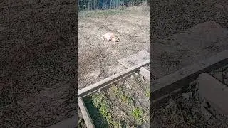 Васька огородник