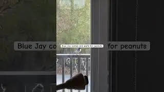 Blue Jay waits for peanuts