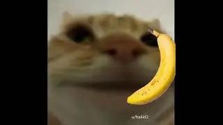 Banana Phone Cat meme