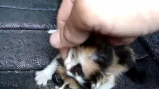 Три девицы под окном, новорожденные котята