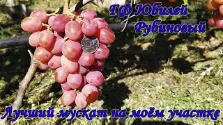 Юбилей рубиновый. Лучший мускат на моём участке.