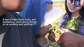 Wild Chamomile - ormenis mixta