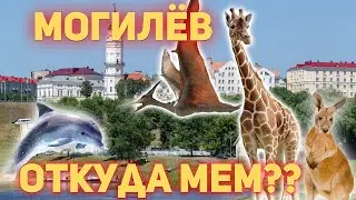 Могилев Захватили Животные - Откуда МЕМ? Откуда мемы про Могилёв?