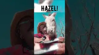Start your weekend with Hazel the donkey #acousticcover #heydidyouseethisone #singersongwriter