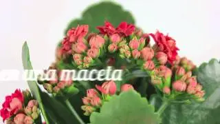 Maceta con foto