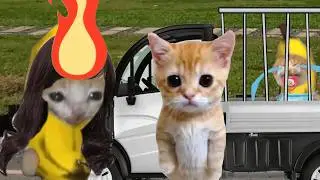 BANANA CAT 🍌🐱 BROS BAD LUCK 😿 VIDEOS 6 ( 2 MINUTES )