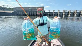 Turning 1 POUND of GOLDFISH into 100 POUNDS of CATFISH! -- (RAGING SPILLWAY)