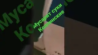 Очередные Свиньи в погонах 🐖 #police