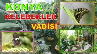 KELEBEKLER VADİSİ / KONYA KELEBEKLER VADİSİNİ GEZİYORUZ /  Konya Tropikal Kelebek Bahçesi