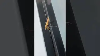 Preying Mantis At The Gas Station