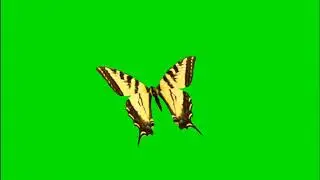 Green screen effects | Butterfly effects | No copyright