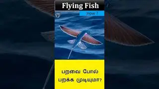 Flying fish
