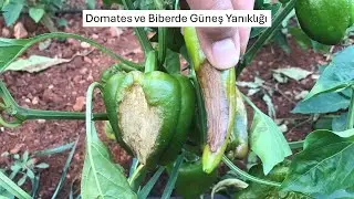 Domates ve Biberde Güneş Yanıklığı