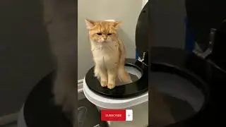 Kenapa kucing tidak boleh makan