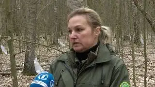 На Гомельщине идёт заготовка березового сока