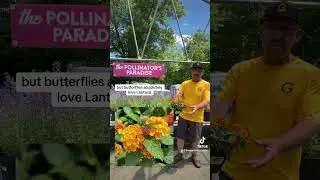 Attracting Butterflies: Lantana and Ironweed